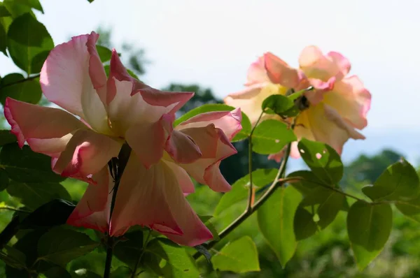 Ένα Κοντινό Πλάνο Δύο Πολύχρωμων Τριαντάφυλλων Πράσινα Φύλλα — Φωτογραφία Αρχείου