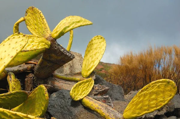 加那利群岛特内里费岛仙人掌植物选种 — 图库照片