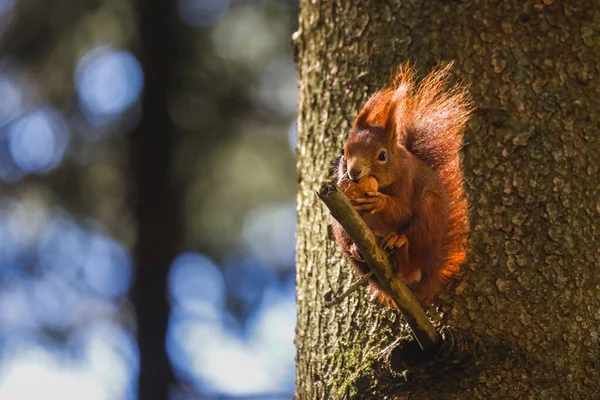一只小红松鼠在树枝上的特写镜头 它吃坚果 — 图库照片