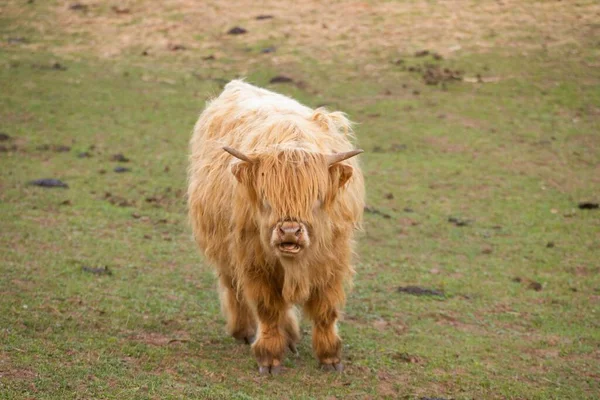 草原上的高山奶牛 — 图库照片
