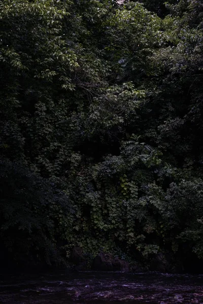 Vertikální Záběr Stromů Břehu Řeky Soumraku — Stock fotografie