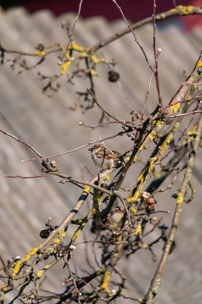 Foyer Peu Profond Moineau Arboricole Eurasien Perché Sur Une Branche — Photo