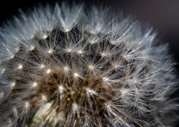 Closeup Shot Ripe Dandelion Field — Stock Photo, Image