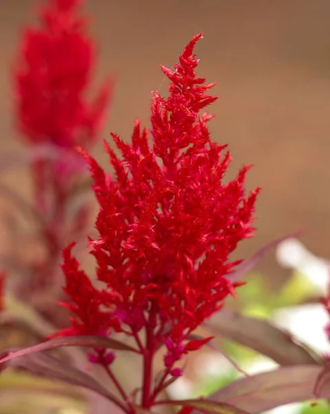 Een Verticaal Shot Van Een Rode Cockscomb Plant — Stockfoto