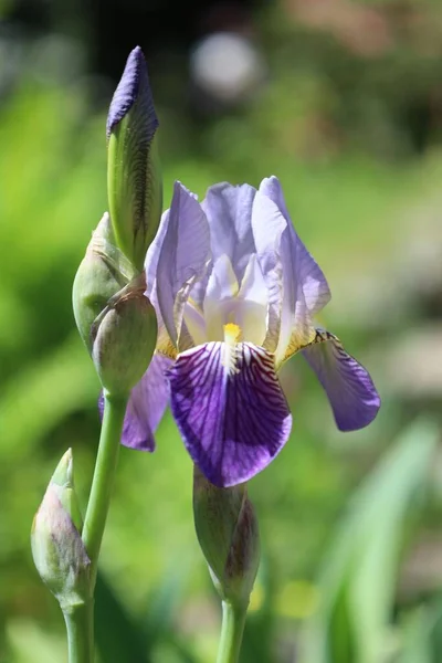 Eine Vertikale Nahaufnahme Einer Lila Bärtigen Iris Einem Garten — Stockfoto