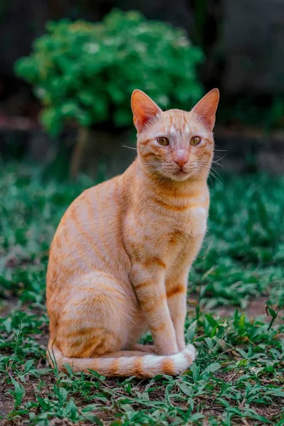 Vertikal Närbild Ingefära Katt Sitter Grönt Gräs Tittar Kameran — Stockfoto