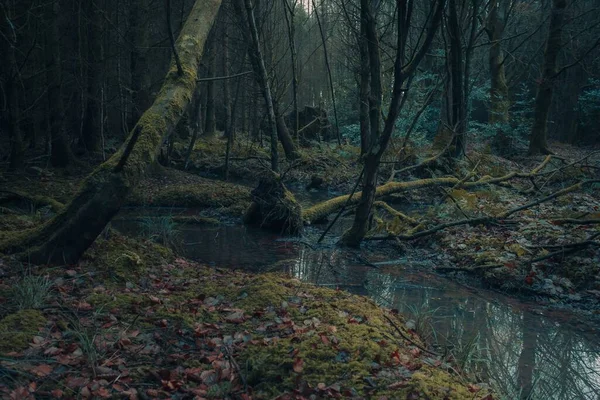 スコットランドの森の暗い暗いショット — ストック写真