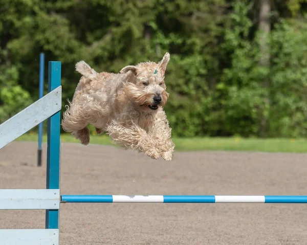 Closeup Irish Soft Coated Wheaten Terrier Jumping Agility Hurdle — Stock Photo, Image