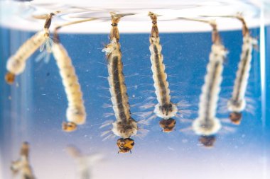 Sudaki Asya kaplan sivrisinek larvaları, Aedes albopictus. Egzotik türler, istilacı sivrisinekler. Aedes. Makrofotoğrafçılık, yakın çekim. Larva aşamaları