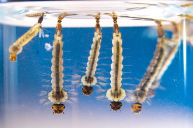 Sudaki Asya kaplan sivrisinek larvaları, Aedes albopictus. Egzotik türler, istilacı sivrisinekler. Aedes. Makrofotoğrafçılık, yakın çekim. Larva aşamaları.