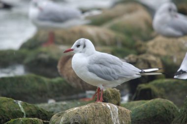 Sahildeki bir taşa tünemiş bir martıya yakın çekim.