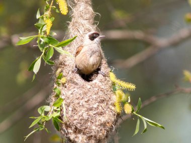 A Eurasian penduline tit perched on a nest on blurred background