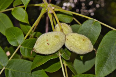 Juglans cinerea, yeşil olgunlaşmamış tereyağı meyveleri