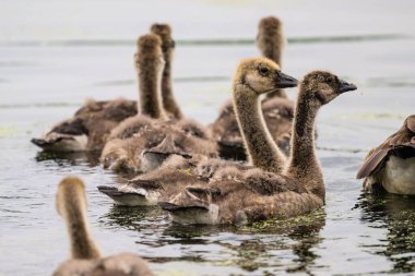Suda yüzen güzel bebek kuğuların manzarası