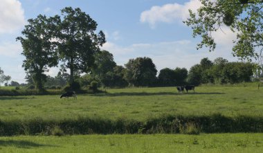 Bulutlu mavi gökyüzünde otlayan sığırlarla dolu yeşil bir tarla..