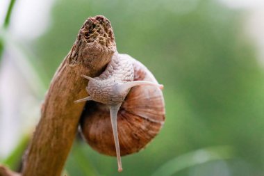Dal üzerinde sürünen üzüm salyangozunun seçici odak noktası.