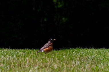Bir Amerikan bülbülü Ontario, Kanada 'da güneşli bir günde çimlere tünedi.