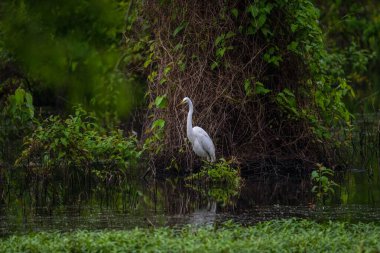 Gölde bitkilerin arasında harika bir mavi balıkçıl manzarası.