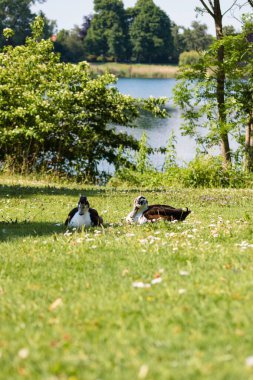 Etrafı yemyeşil ağaçlarla çevrili iki sevimli ördeğin dikey görüntüsü ve güzel bir göl.