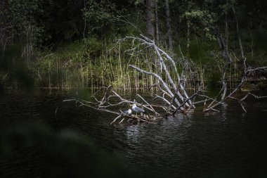 İki yaygın martı (Larus canus) bir ağaç dalına tünemiş ve göle düşmüştür.