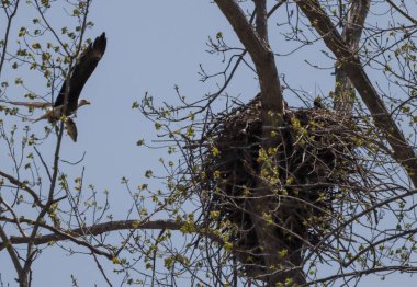 Ağaçtaki bir yuvanın yakınında uçan bir kartalın alçak açılı görüntüsü.