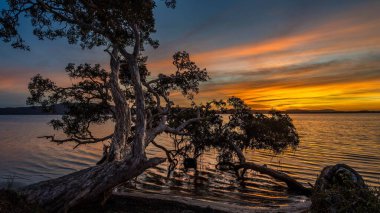 Wallis Gölü manzarası. Gün batımında kıyı şeridinde ağaçlarla çevrili.