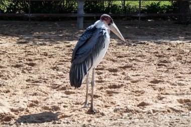 İsrail 'deki Ramat Gat safari parkında bir marabut leyleği.