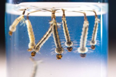 Sudaki Asya kaplan sivrisinek larvaları, Aedes albopictus. Egzotik türler, istilacı sivrisinekler. Aedes. Makrofotoğrafçılık, yakın çekim. Larva aşamaları