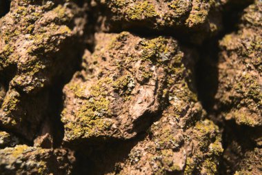 Küçük kertenkelelerle kaplı bir ağaç kabuğuna yakın plan.