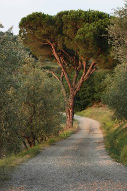Yeşil ağaçlar boyunca bir yolun dikey görüntüsü.