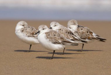 Kumlu bir plajda birbirine yakın oturan birkaç kumkuşunun yakın çekimi.