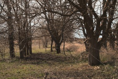 Metal kablolarla dolu kırsal bir alanda kuru yapraksız ağaçlar koruluğu.