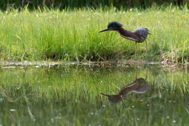 Gölün kıyısında duran küçük, güzel bir balıkçıl balığının yakın çekimi