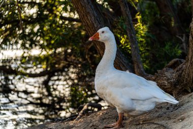 Ağaçların altındaki suyun yanında evcil bir kazın yakın çekimi.