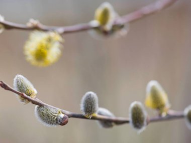 Bulanık bir arka planda, bir ormanda söğüt dalına yakın çekim.