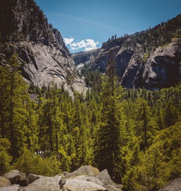 Yosemite Milli Parkı 'nın arka planında kayalar olan yemyeşil ağaçların manzarası.