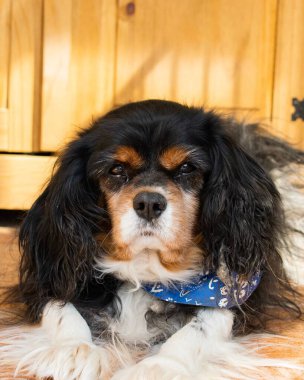 Siyah beyaz bir süvari kralı Charles Spaniel köpek cinsinin yakın çekimi. Yerde oturuyor.