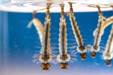 Sudaki Asya kaplan sivrisinek larvaları, Aedes albopictus. Egzotik türler, istilacı sivrisinekler. Aedes. Makrofotoğrafçılık, yakın çekim. Larva aşamaları