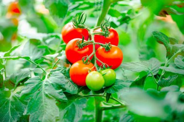 Gün ışığında bir fidanlıkta büyüyen domates sarmaşığına yakın çekim