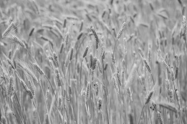 Buğday tarlasının gri tonlu görüntüsü.