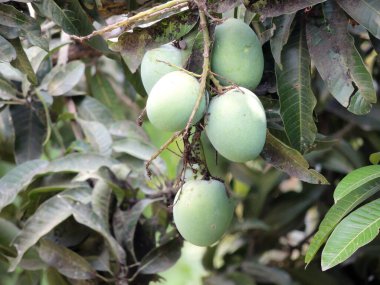 Koyu yapraklarla çevrili ince bir dalda büyüyen bir grup yabani yeşil mango.