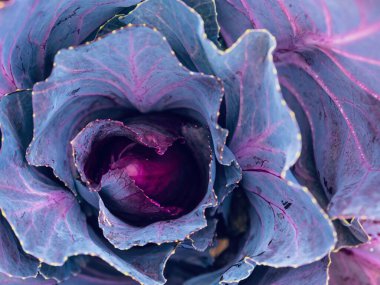 Kırmızı bir lahanaya yakın çekim