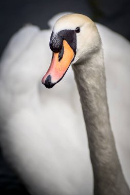Beyaz, zarif bir kuğu yüzü.