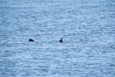 Suda yüzen Avrasyalı yaban ördeğinin seçici odak noktası