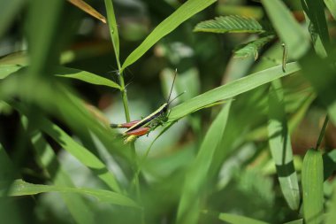 Yeşil yapraklı bir Çekirge makrosu