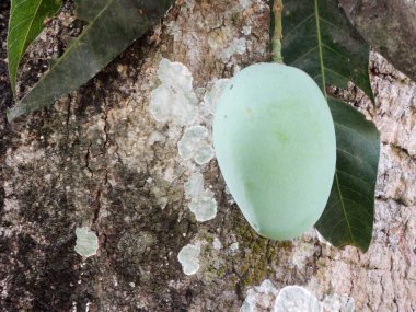 Uzun yaprakları ve dallarından sarkan yeşil bir mango meyvesi olan büyük yaşlı bir ağaca yakın plan.