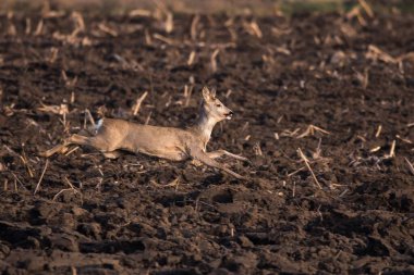 Roe geyiğinin tarlada zıplarken ve verimli toprak koşarken yan görüntüsü.