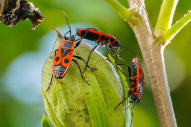 Çiçek tomurcuğundaki küçük ateş böcekleri gün ışığında