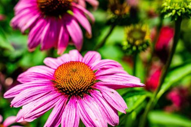 Doğu mor bir koni çiçeğinin yakın çekimi.