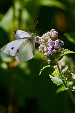 Doğadaki bir çiçeğin üzerindeki güzel bir lahana kelebeğine yakın plan.